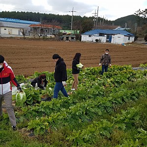 참여자 어르신께서 무우와 배추를 주셨어요